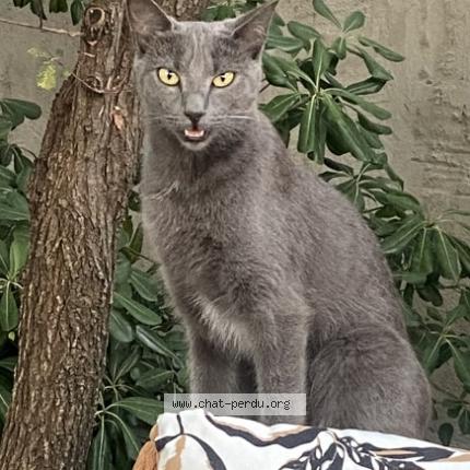 Photo de chat perdu à Pierrefeu Du Var