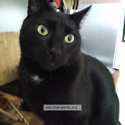 Photo 1/1 Chat retrouvé Perdu à Montreuil