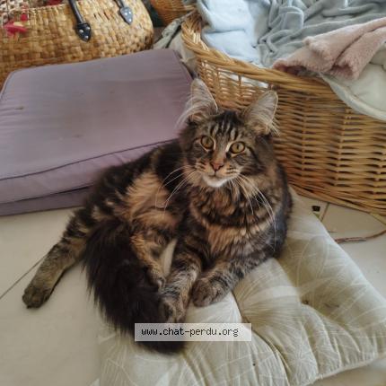 Photo 1/1 augustin Chat perdu à Maurens