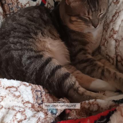 Photo 1/1 GRIZOU Chat perdu à Layrac