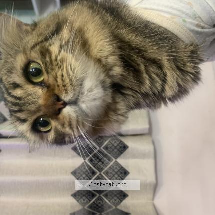 Photo 1/1 Leo Chat perdu à Bangalore