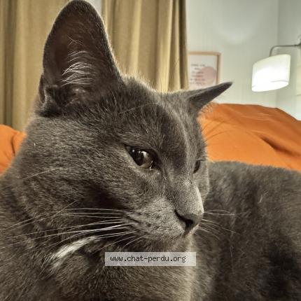 Photo de chat perdu à Saint Pierre En Faucigny