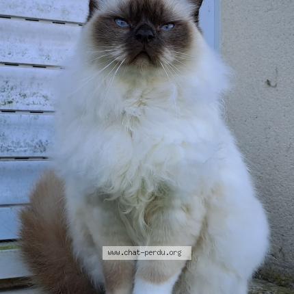 Photo de chat perdu à Le Mung