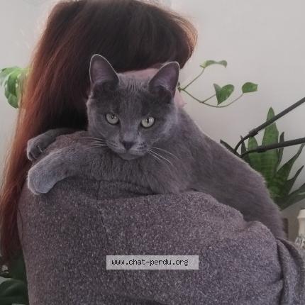 Photo de chat perdu à Clamecy