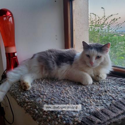 Photo de chat perdu à Saint Appolinard