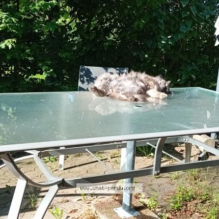 Photo de chat perdu à Bilieu