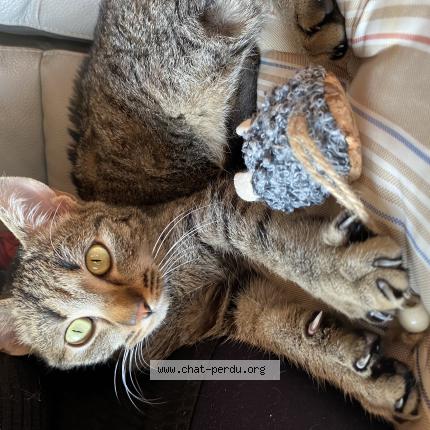 Photo 1/1 Jin Chat perdu à Roisey