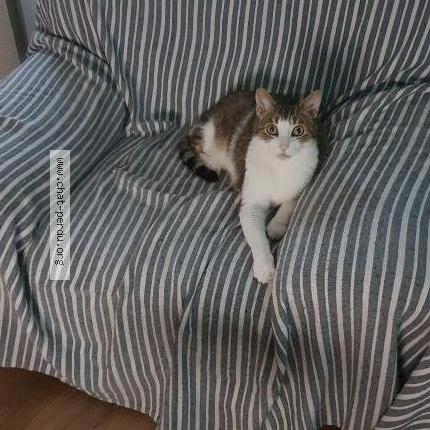 Photo de chat perdu à Romans Sur Isere