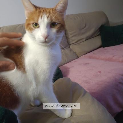 Photo de chat perdu à Capendu