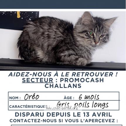 Photo de chat perdu à Challans