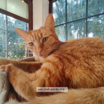 Photo de chat perdu à Neuilly Sur Marne
