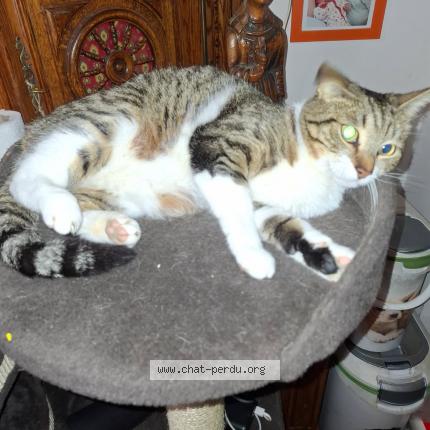 Photo 1/1 Rocket Chat perdu à Beauvoisin