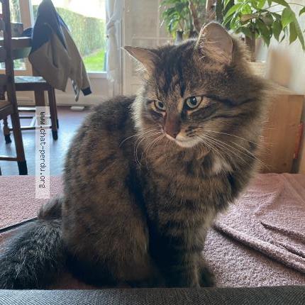 Photo de chat perdu à Solesmes