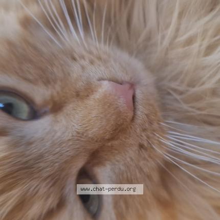 Photo 1/1 Nuggets Chat perdu à Grospierres