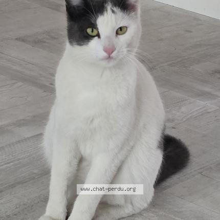 Photo 1/1 Chat retrouvé Perdu à Villefranche Sur Saone