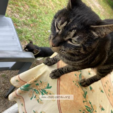 Photo de chat perdu à Firmi