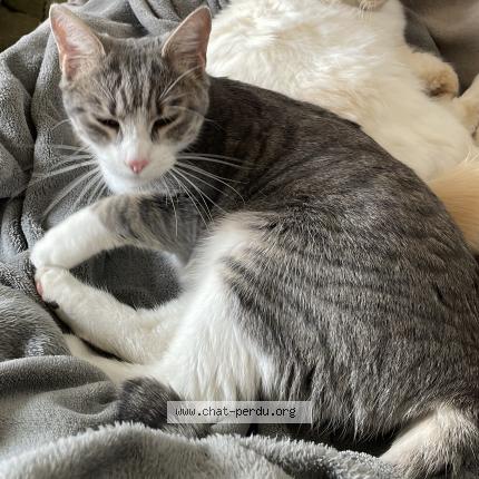 Photo 1/1 Chat retrouvé Perdu à Paris