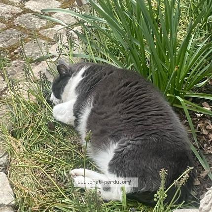 Photo de chat perdu à Saint Quentin