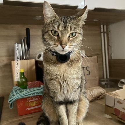 Photo de chat perdu à Sceaux