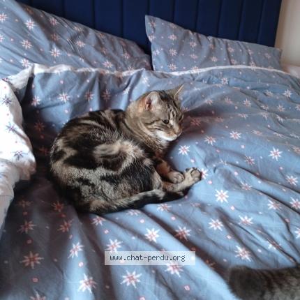 Photo de chat perdu à Pargny Sous Mureau