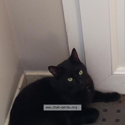 Photo de chat perdu à Auzouer En Touraine