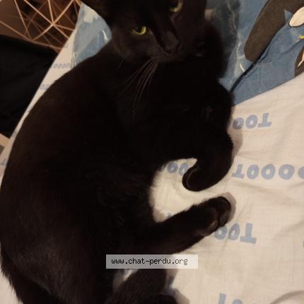 Photo 2/3 Chat retrouvé Perdu à Auzouer En Touraine