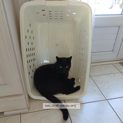 Photo 3/3 Chat retrouvé Perdu à Auzouer En Touraine