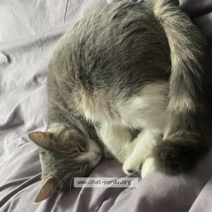 Photo de chat perdu à Auxerre