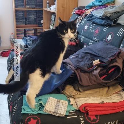 Photo de chat perdu à Saint Aubin Epinay