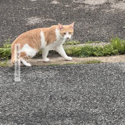 Photo 1/1 Chat retrouvé Trouvé à Venissieux