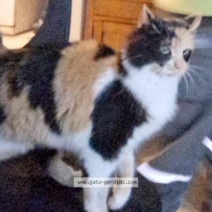 Photo 1/1 Chat trouvé Trouvé à Merlo