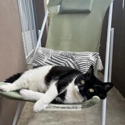 Photo de chat perdu à Tarbes