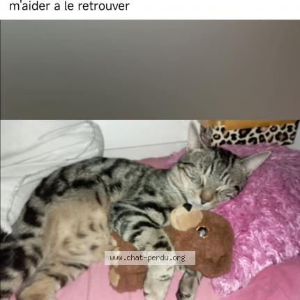 Photo de chat perdu à Libourne