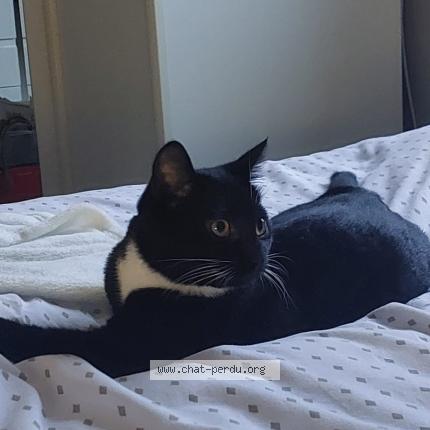 Photo de chat perdu à Noyelles Godault