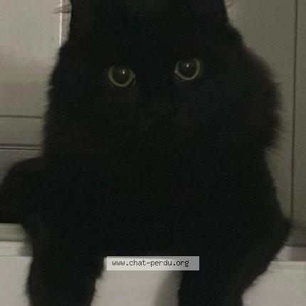 Photo de chat perdu à Hyeres