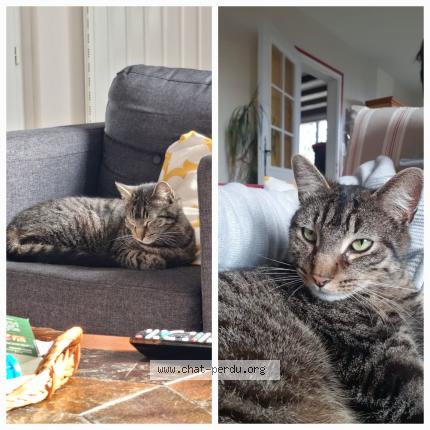 Photo de chat perdu à Les Aix D Angillon
