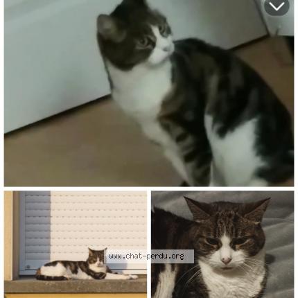 Photo 1/1 Chat retrouvé Perdu à Lanrodec