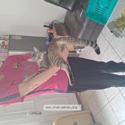 Photo 1/1 Vanille Chat perdu à Bagnols sur ceze