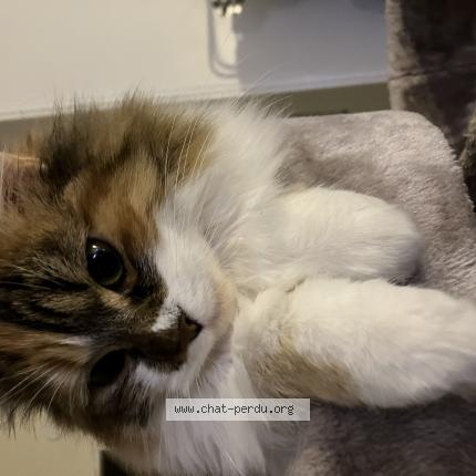 Photo de chat perdu à Gif Sur Yvette