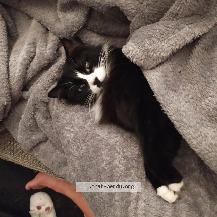 Photo 1/1 Réglisse Chat perdu à Reze