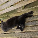 Photo de chat perdu à Coulans Sur Gee