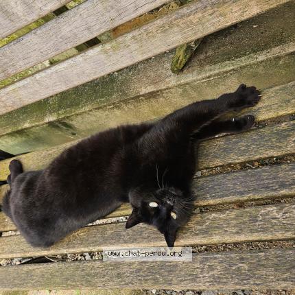 Photo 1/1 Chat retrouvé Perdu à Coulans sur gee