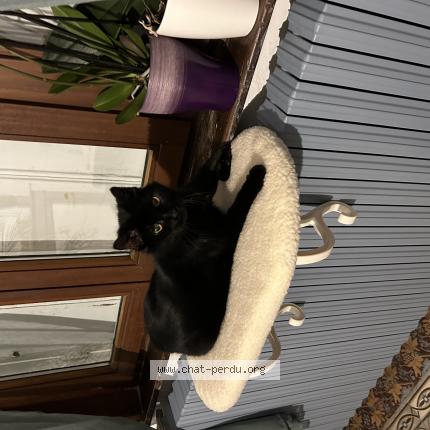 Photo 1/1 F&eacute;lix Chat perdu à Querenaing