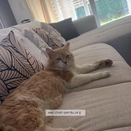 Photo de chat perdu à Vorges Les Pins