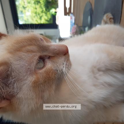 Photo 1/1 Marius Chat perdu à Briec