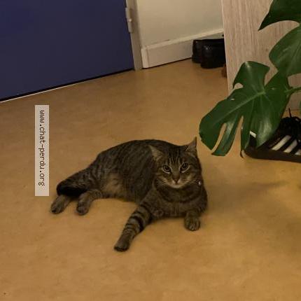 Photo 1/1 Thomate Chat perdu à Tours