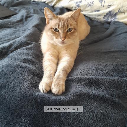Photo de chat perdu à Saint Brieuc