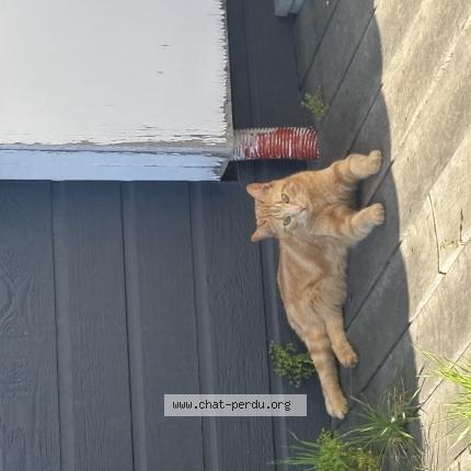 Photo 1/1 Minimims Chat perdu à Vieillevigne