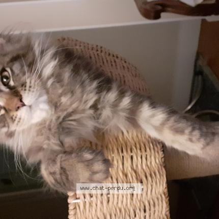 Photo de chat perdu à Bry Sur Marne
