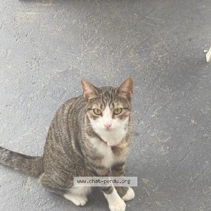 Photo de chat perdu à Mennecy